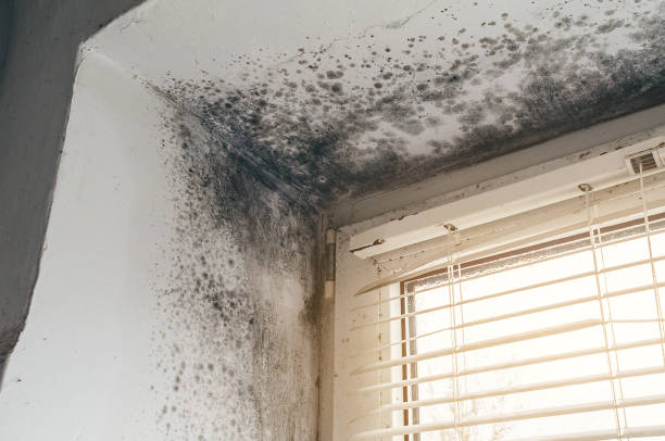 Affordable Attic Mold Remediation solutions in Osseo, MN