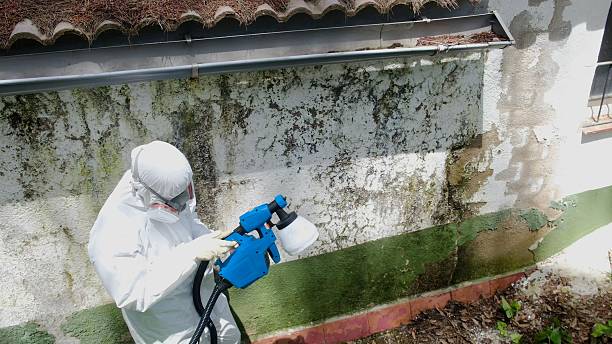 Top rated local Attic Mold Remediation specialists in Osseo, MN